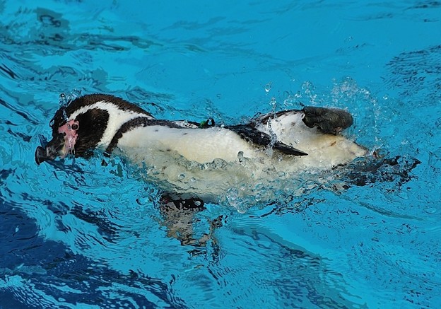 横泳ぎするペンギン 写真共有サイト フォト蔵
