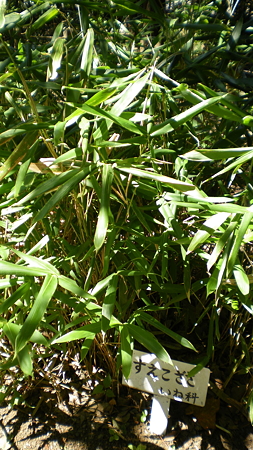 IMGP5571
