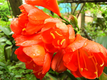 Clivia