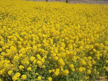 菜の花畑