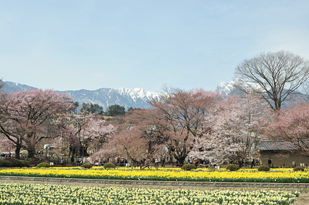 山高神代桜_056