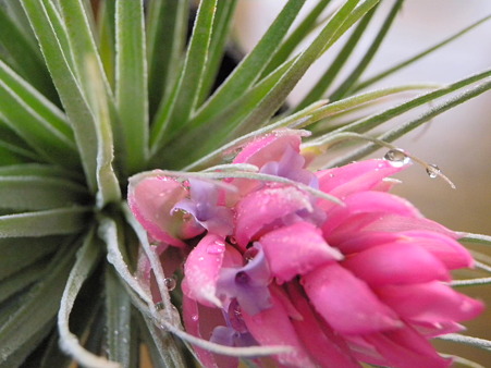 Tillandsia Cotton Candy