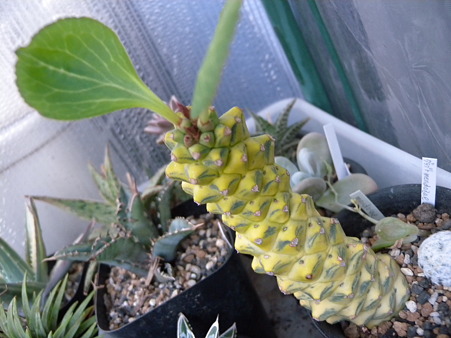 Monadenium richeii