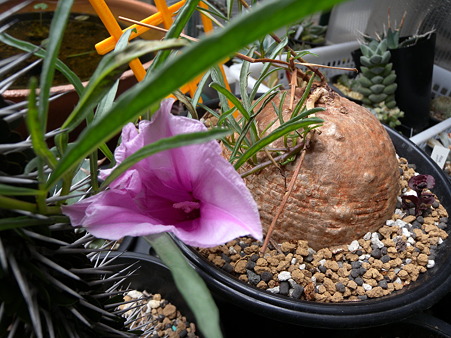 ipomoea holubii flower