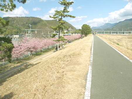 美和桜20120314_5