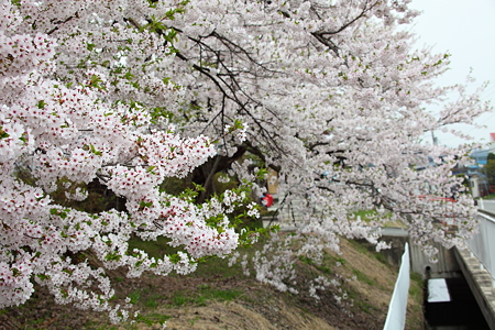 中山町　豊田小学校桜並木