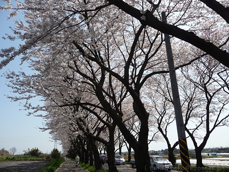 120412-海軍道路 (31)
