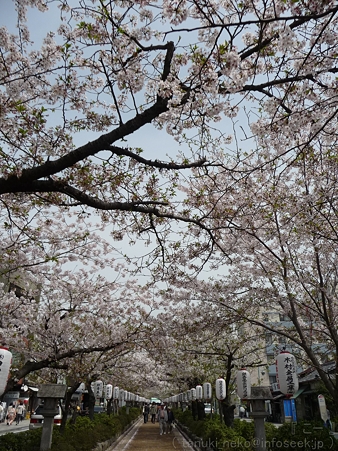 120413-八幡さま (16)
