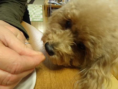 ちゃこ 退院す!