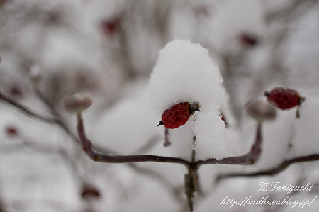 雪景色 NEX-5 E30mm F3.5 Macro