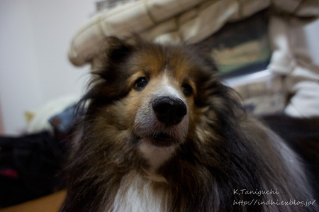 愛犬 雲 NEX-5 E16 F2.8