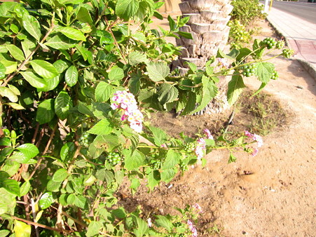 20120307 beach 014