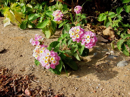 20120307 beach 019