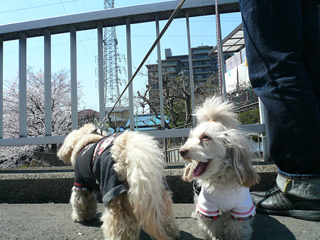 120408_koo_mira_5