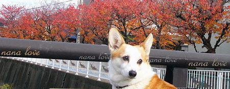 紅葉