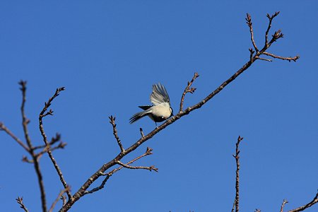 2012.02.12　和泉川　シジュウカラ　桜の蕾