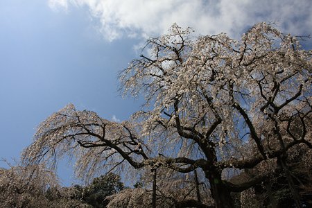 2012.04.12　入生田　長興山　しだれ桜