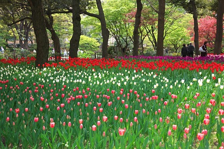 2012.04.19　横浜公園　チューリップ　行き交う