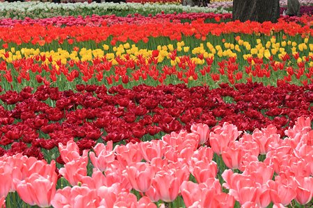 2012.04.19　横浜公園　チューリップ　波
