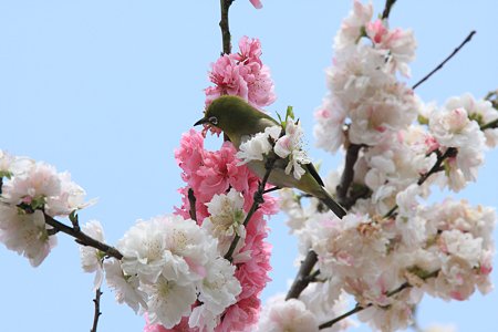 2012.04.21　和泉川　モモにメジロ　紅白