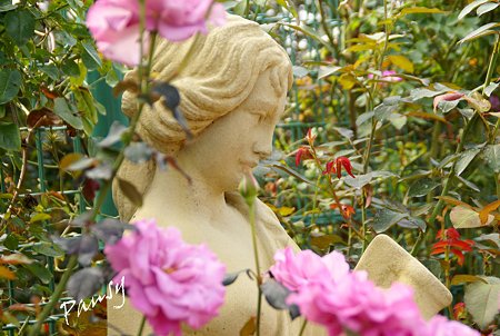バラ園「薔薇の轍」・・9