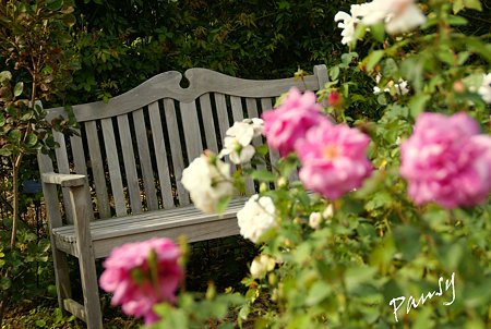 バラ園「薔薇の轍」・・11