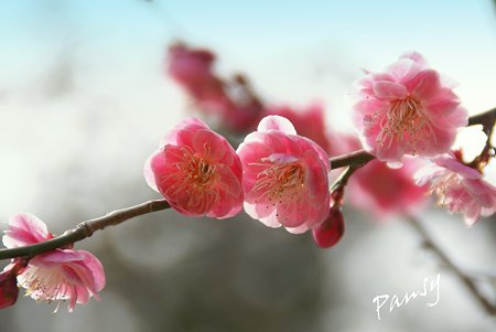 梅 pink..2