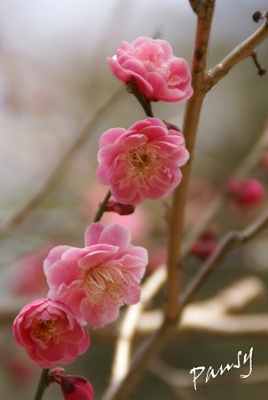 梅 pink..3