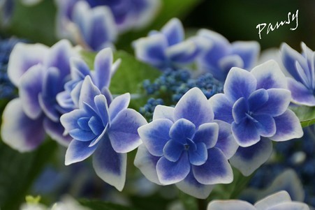 紫陽花 こんぺいとう・・