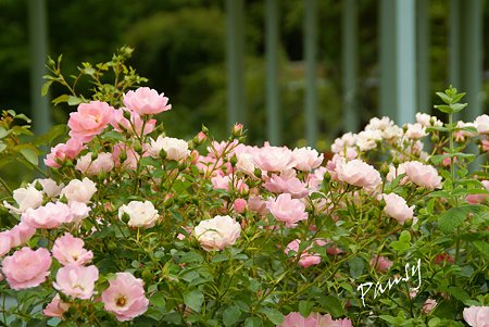 summerwind..3