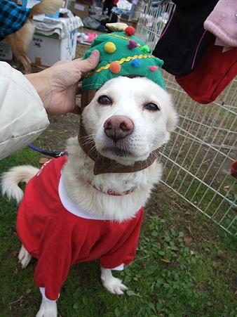 クリスマスバージョン蓮くん!