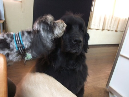 椅子に座りながらも必死で・・・