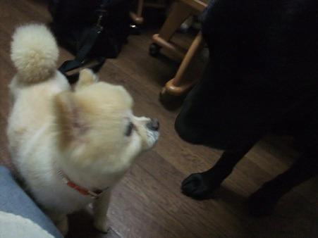 犬も平気で友好的で