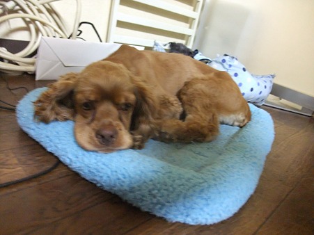 おいら犬はいやや・・・