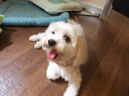 要注意犬物