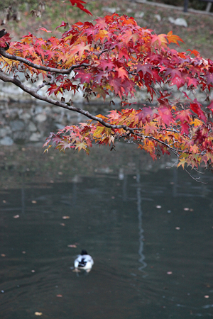 円通寺 - 12