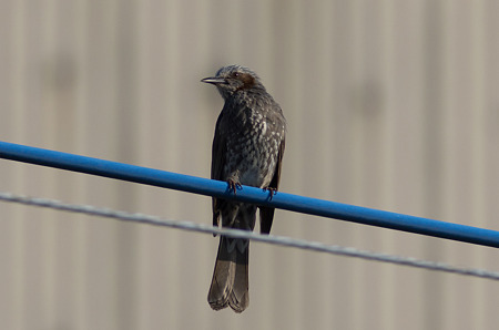 自宅で野鳥2
