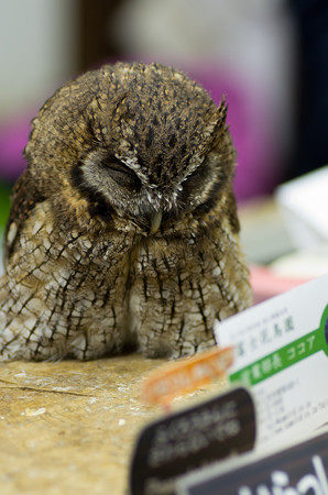 スピックスコノハズクのココアさん