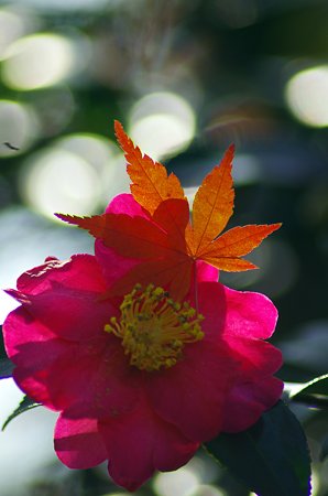 IMGP6131