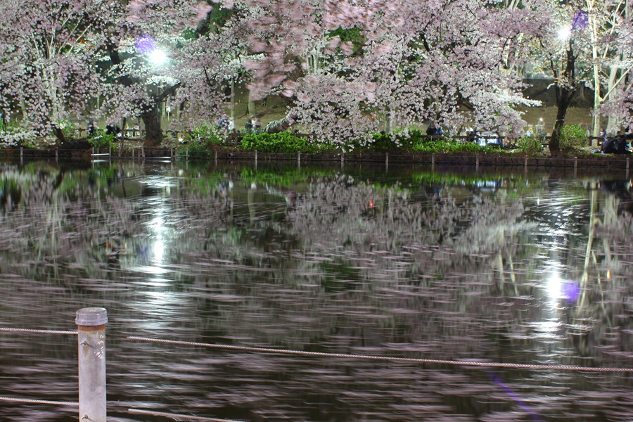 桜いかだ (井の頭公園)