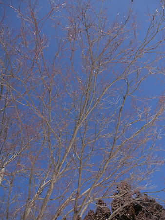 DSC06811