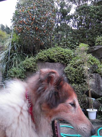 キンモクセイ with ボビー