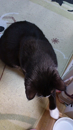 ここに出してー