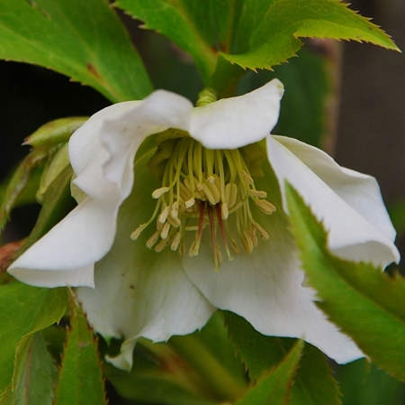 クリスマスローズ白2