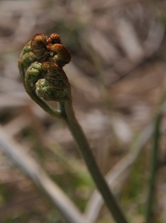 延命寺裏山のわらび1-2