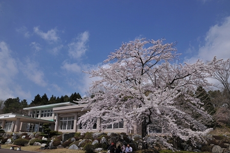 富士桜霊園2