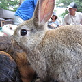 Photos: ウサギ (2)