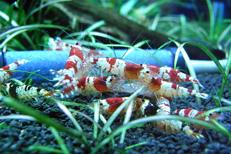 RIMG0054