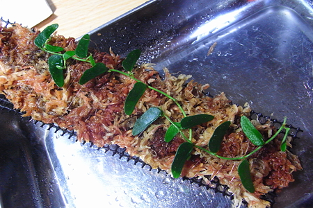 ツタsp.BAU産 2