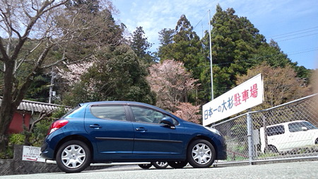 大杉DCF00204